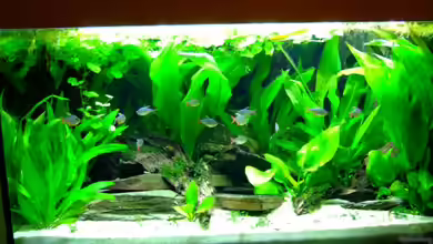 Südamerika mit Hyphessobrycon columbianus von Kuller