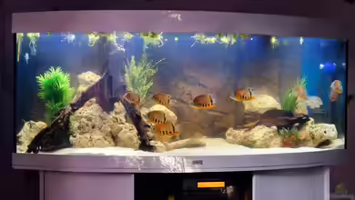 Südamerika/Mittelamerika von DocMau