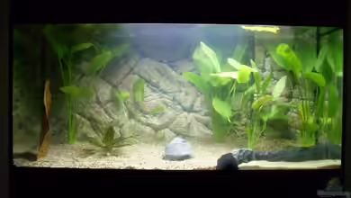 Südamerika (nur noch als Beispiel) von Stefano83