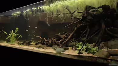 Südamerika Raumteiler von BlueWave