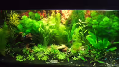 Südamerika Rechteck Becken von Nancy Ettlich