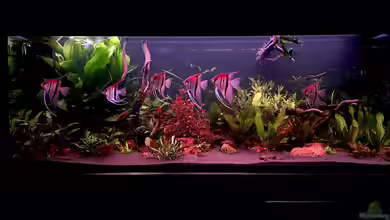 Südamerika Rio Manacapuru Aquarium von Gernhart