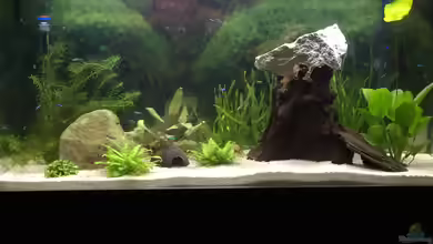 Südamerika-Traum von Nxsterr