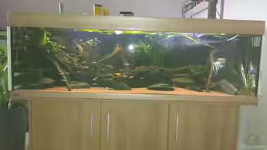 Südamerika Zebra Gesellschaftsbeken von Fischflüsterer