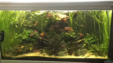 Südamerika zuhause von Max K.