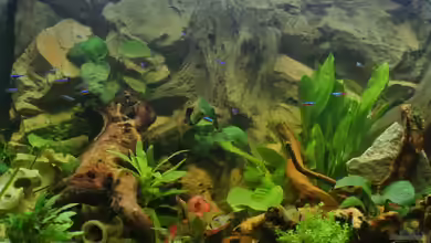 Südamerika Zwergbuntbarsche von Alsi