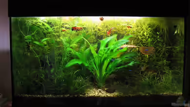 Südamerika von Marlone