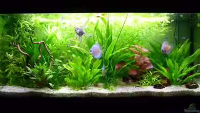 Südamerika von Thommy1987