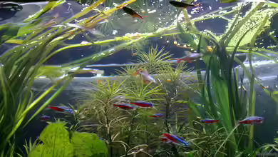 Südamerika von Chris_R.