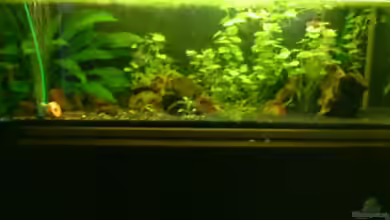 Südamerika von Launebär