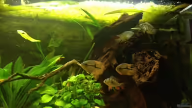 Südamerika von Grüffelo