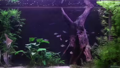 Südamerika von makirsch