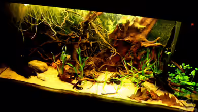 Südamerika von ingrid