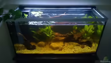 Südamerika von Silvio