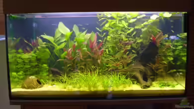 Südamerika von Domi