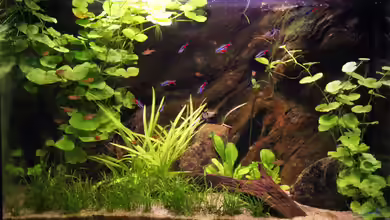 Südamerikabecken von Maria Glas