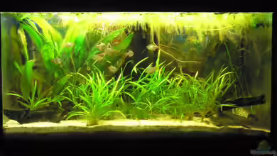 Südamerikabecken von flixkohl