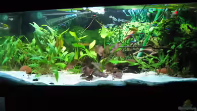 Südamerikabecken von Robbi