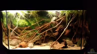 Südamerikabecken von ~Danny~