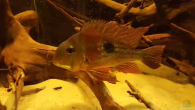 Südamerikabecken von Jay Kay