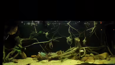 Südamerikabiotop (aufgelöst) von Thomas S-H