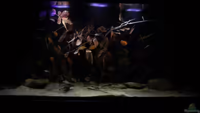 Südamerikabiotop (aufgelöst) von Thomas S-H