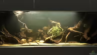 Südamerikagesellschaft von JanH