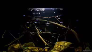 Südamerikaminibiotop (aufgelöst) von Thomas S-H