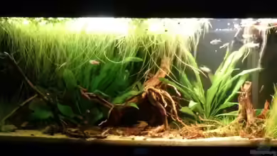 Südamerikanisches Flussufer von GuyIncognito