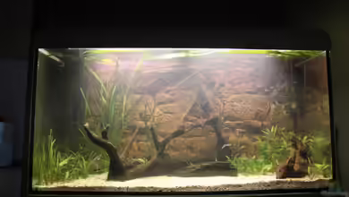 Südamerikanisches Gesellschaftsbecken von Maximilian Landrock