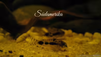 Südamerikapfütze II von Jemafa