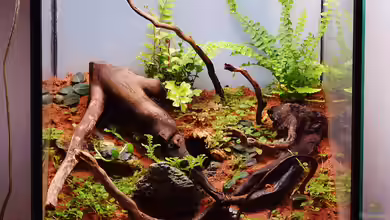 Südhang am Weinberg von Junglist