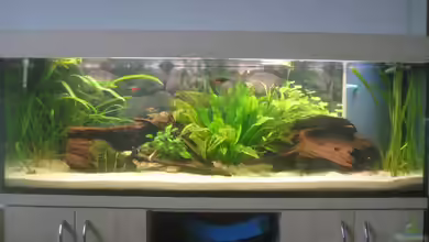 SüdOst Asien 375L Wohnzimmer (nur noch Beispiel) von Tiburón