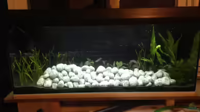 Südostasien-Bachbecken von Jessman