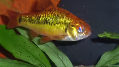 Südostasien (nur noch als Beispiel) von Stefano83