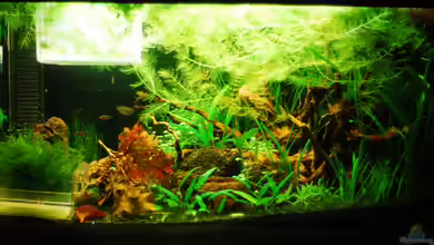 Südostasienzwerge von TimTamTellerlein