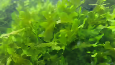 Süßwassertang im Aquarium: Haltung, Pflege und Vermehrung