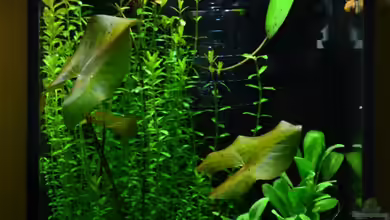 Sulawesi-Inlansgarnelen von Julian H.