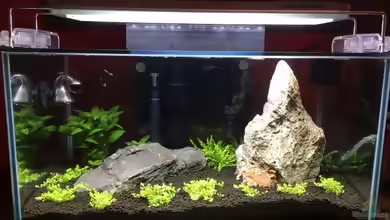 Sulawesi von Fabian K.