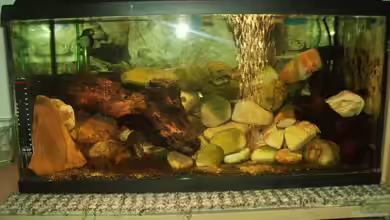 Sulawesitreff von Stefan Bischoff