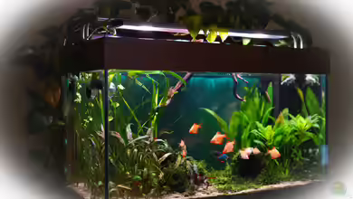 Sumatra ask for party (nur noch Beispiel) von djoser