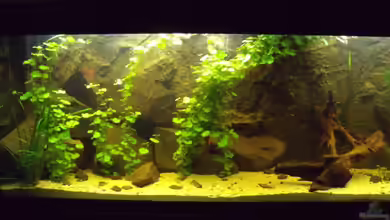 Sumatra von lupusmedicus