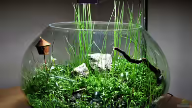 Super Bowl von Junglist