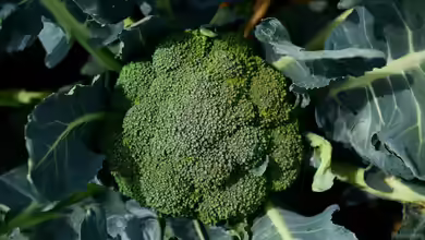 Superfood aus dem eigenen Garten