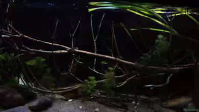 Suvadee of South Asia von Florian Bandhauer