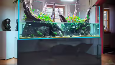 Swamp spirit von Fredo Fuss