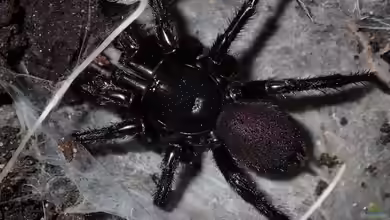 Sydney-Trichternetzspinne: Die giftigste Spinne der Welt