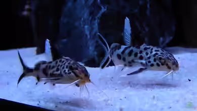Synodontis: Fiederbartwelse für besondere Aquarien