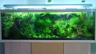 Tägliche inspiration von Der Harzer.