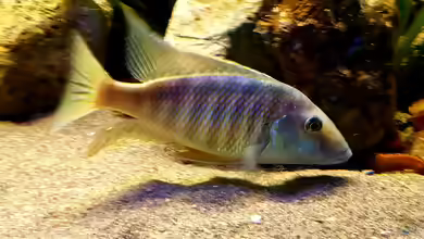Taeniolethrinops: Sandbewohner aus dem Malawisee für große Aquarien